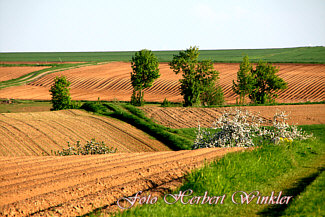 Alteglofsheim Landschaft