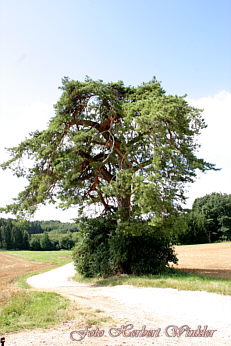 Ottilienfhre -Kiefer Herbert Winkler