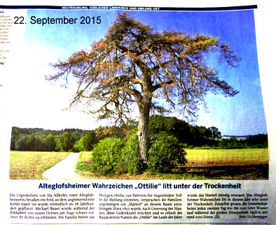 Ottilienbaum Mittelbayerische Zeitung