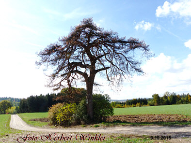 Ottilienbaum Alteglofsheim abgestorben