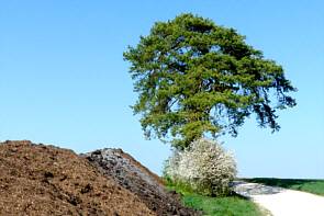 Ottilienfhre Kiefer und Grreste aus Biogasanlagen