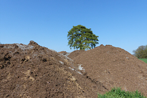 Ottilienfhre- Baum  mit Grresten