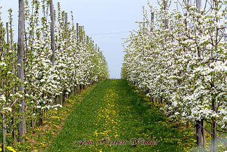 Alteglofsheimer Obstplanage