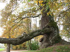 Seitenast der tausendjhrigen Eiche