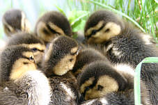 Wildenten Aneinnaderkuscheln, Fotografie Herbert Winkler