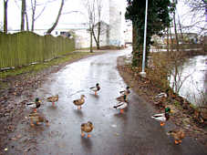 Enten auf dem Fuweg , Fotografie Herbert Winkler