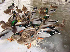 Haferflocken sind uns am liebsten , Fotografie Herbert Winkler