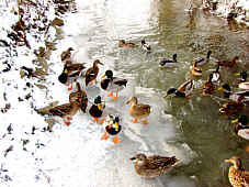 Enten auf dem Eis- wo sind den unsere Schlittschuhe heut  , Fotografie Herbert Winkler