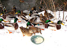 Enten fressen aus dem Teller , Fotografie Herbert Winkler