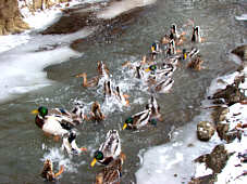 Tauchwettbewerb der Enten , Fotografie Herbert Winkler