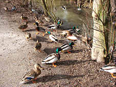 Enten an Land,  Fotografie Herbert Winkler