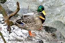 Verliebtes Prchen , Fotografie Herbert Winkler