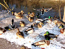 Enten warten bis ich ausgepackt habe, Fotografie Herbert Winkler