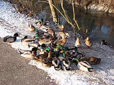 Einige Enten halten Wache, Fotografie Herbert Winkler