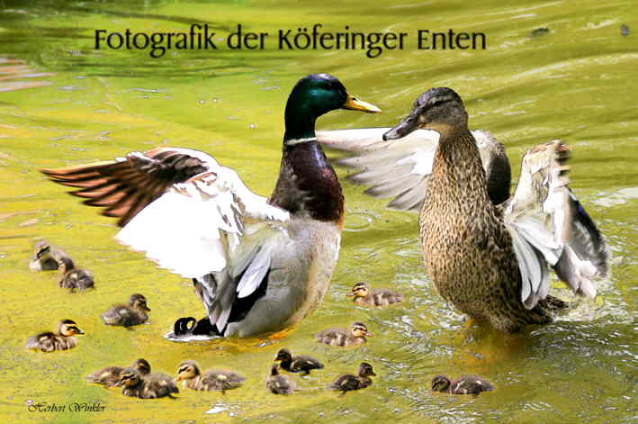 Entenfamilie -Fotografik , Fotografie Herbert Winkler