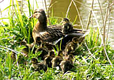 Soeben  sind die Enten geschlpft, Fotografie Herbert Winkler