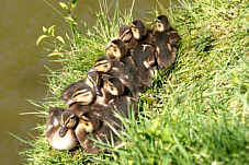 Wildenten - am sonnigen Kuschelplatz, Fotografie Herbert Winkler