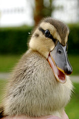 Entenbaby, Fotografie Herbert Winkler