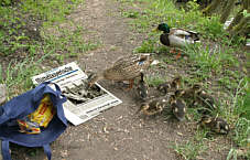 Ente liest die MZ Zeitungsente, Fotografie Herbert Winkler