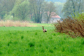 Reh in der Au  am Aubach, Fotografie Herbert Winkler