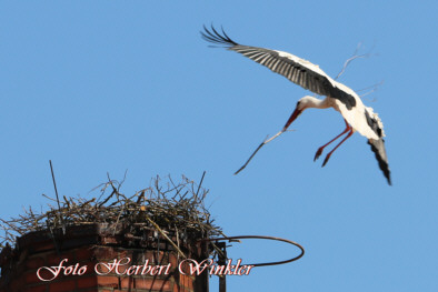 Storch beim Nestbau