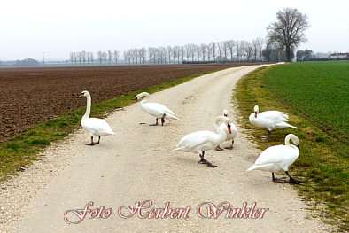 Mein lieber Schwan von Herbert Winkler