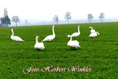 Mein lieber Schwan von Herbert Winkler