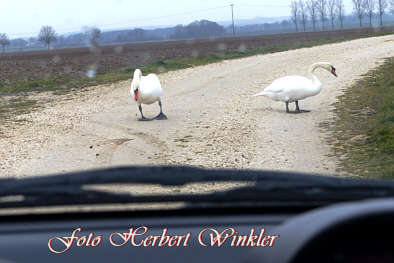 Mein lieber Schwan von Herbert Winkler