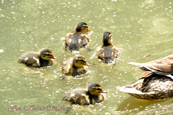 Schwimmübungen