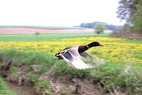 Wildente beim Abflug -achtung  fertig los, Fotografie Herbert Winkler