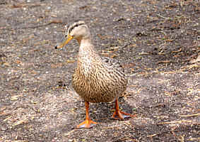 Ente steht vor mir, sie hrt mr zu, Fotografie Herbert Winkler