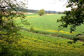 Die Au mit Aubach ( Polengraben), Fotografie Herbert Winkler