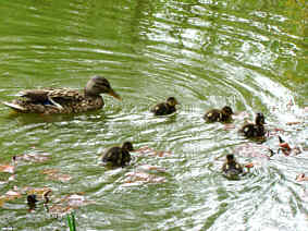 1.  Lebenstag der Enten, Fotografie Herbert Winkler