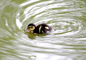 Wildenten Junges, einen Tag alt, Fotografie Herbert Winkler