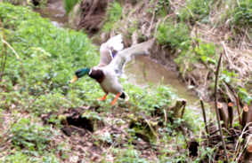 Wildente beim Anflug, Fotografie Herbert Winkler