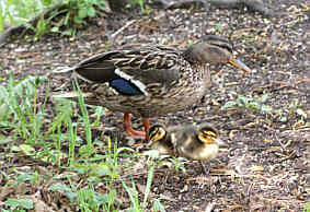 Wildenten- Spaziergang, Fotografie Herbert Winkler