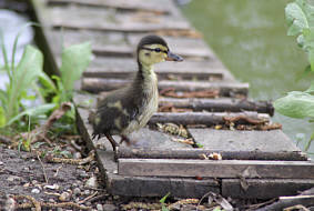 Wildente auf Entdeckungstour, Fotografie Herbert Winkler