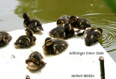 Wildenten Sonnenbad, Fotografie Herbert Winkler