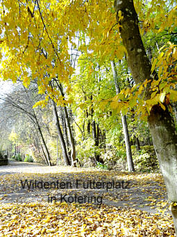 Futterplatz der Wildenten, Fotografie von Herbert Winkler 