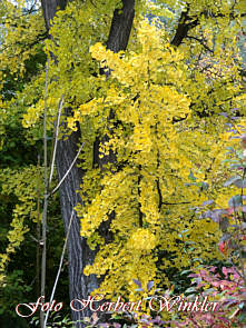 Gingko Herbert Winkler