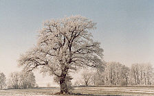 Winterlandschaft mit Eiche