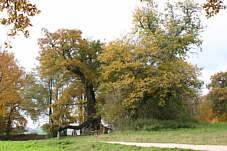 Wolfgangseiche vom Osten gesehen