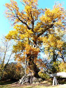 Goldener Oktober