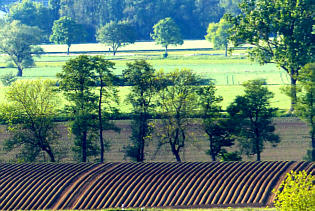 Kartoffelfeld - Foto Herbert Winkler