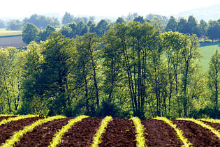 Feld an der Pfatter entlang - Foto Herbert Winkler