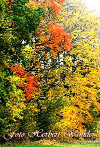 Herbst Bäume Herbert Winkler