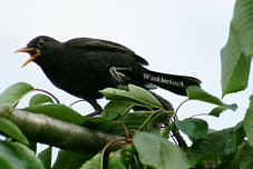 Amselmnnchen, Fotograf Herbert Winkler