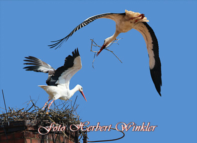 Storch bring Nestmaterial, Fotograf Herbert Winkler