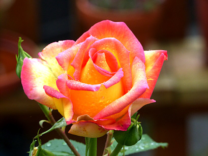 Rose im Blumentopf -Winkler Blüte