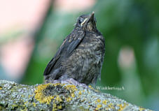 Der 1. Tag aus dem Nest, Fotograf Herbert Winkler